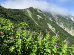 クガイソウと伯耆大山