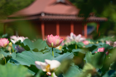 レンコンの花が美しい