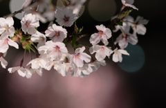 夜桜見おさめ