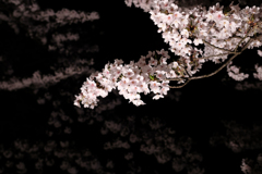お堀の夜桜