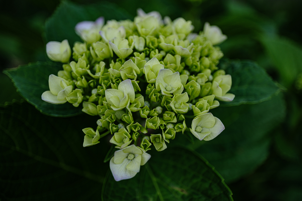 教会の紫陽花