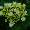 教会の紫陽花