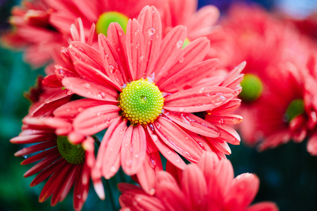 菊まつり入り口の花