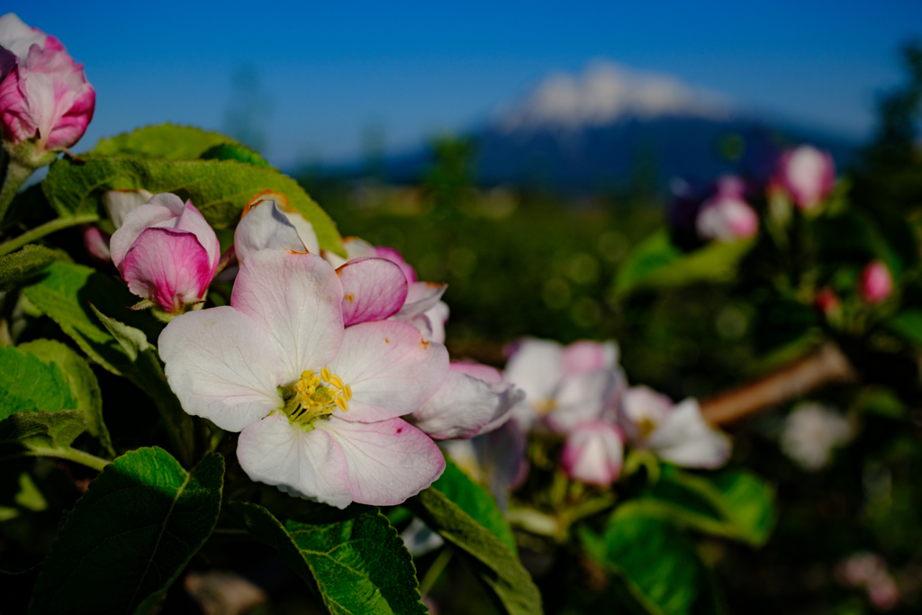 りんごの花