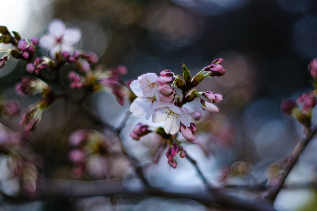 にじむ桜