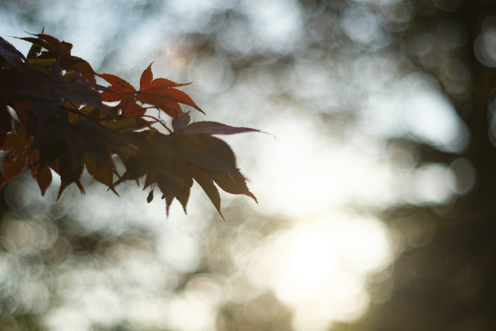 紅葉とオールドレンズ