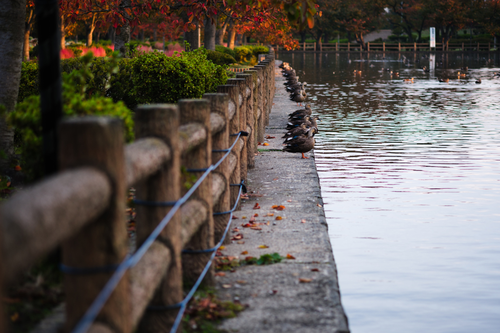 紅葉より鴨