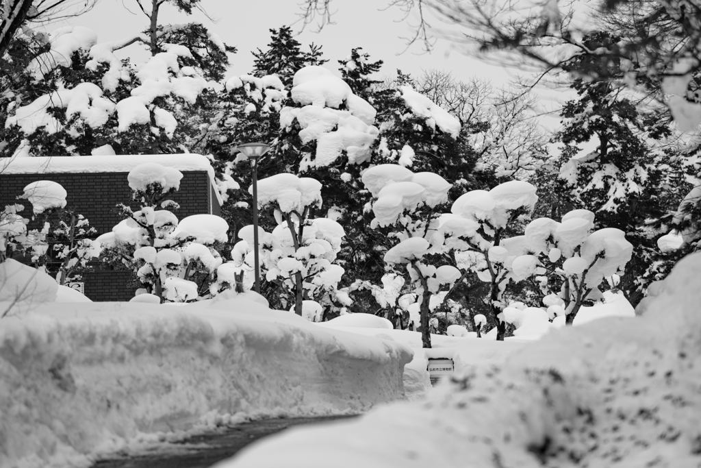 例年の3倍とはこの位です