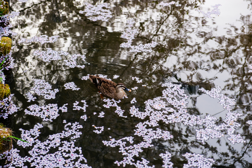 かも桜