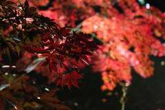 夜の紅葉とオールドレンズ