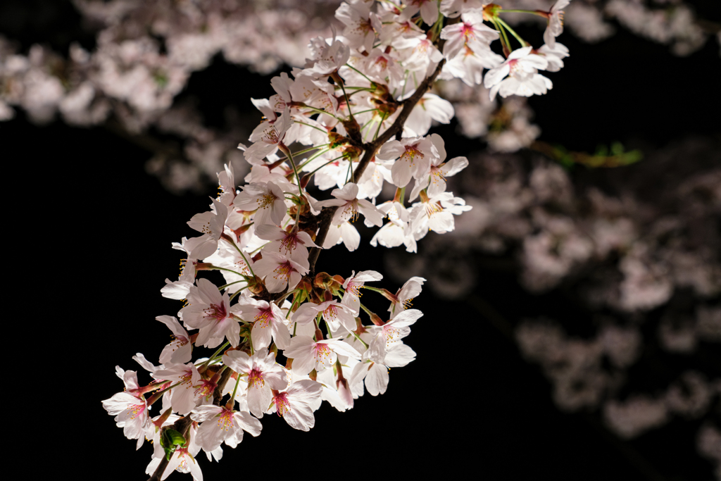 夜桜とオールドレンズ