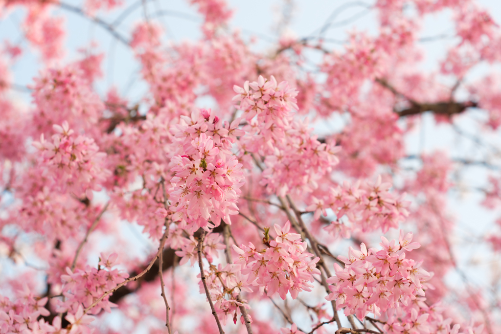 しだれ桜を見上げて