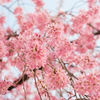 しだれ桜を見上げて