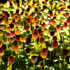 毛糸の花