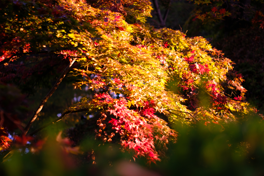 紅葉とオールドレンズ