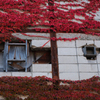 雀と紅葉とオールドレンズ