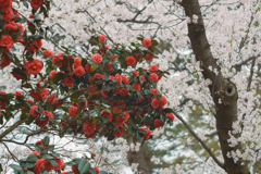 春の木は私なんですよ、と言わんばかりの椿