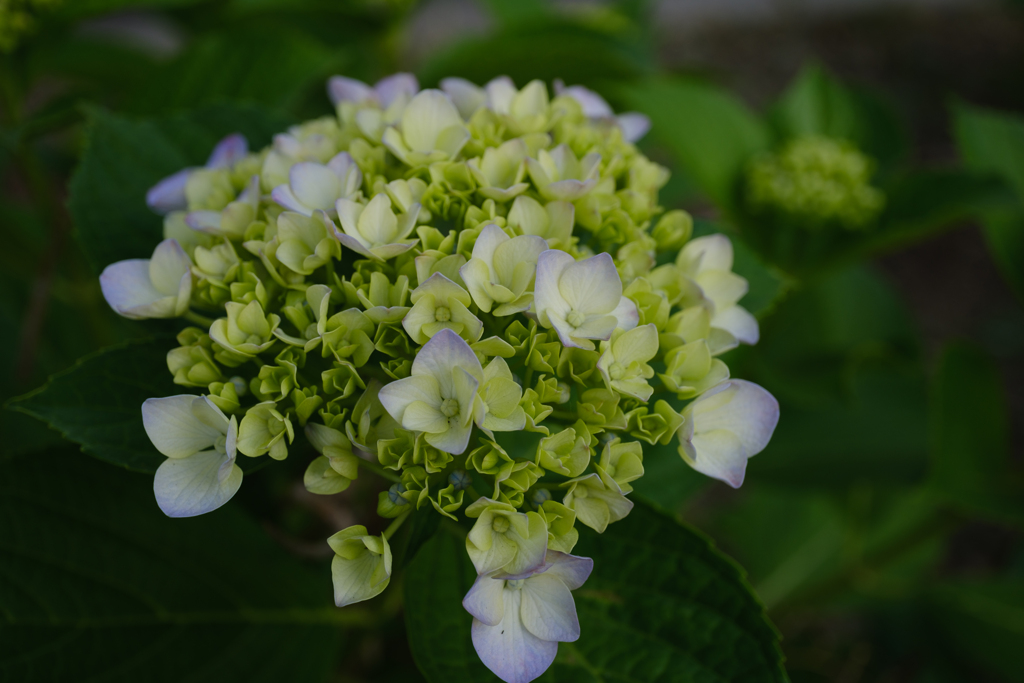 教会の紫陽花、咲き始め
