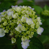 教会の紫陽花、咲き始め