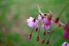 八重紅枝垂さくら