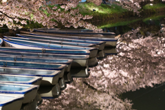 桜に浮かぶ舟
