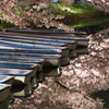 桜に浮かぶ舟