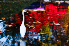 堀の紅葉、ながめるサギ