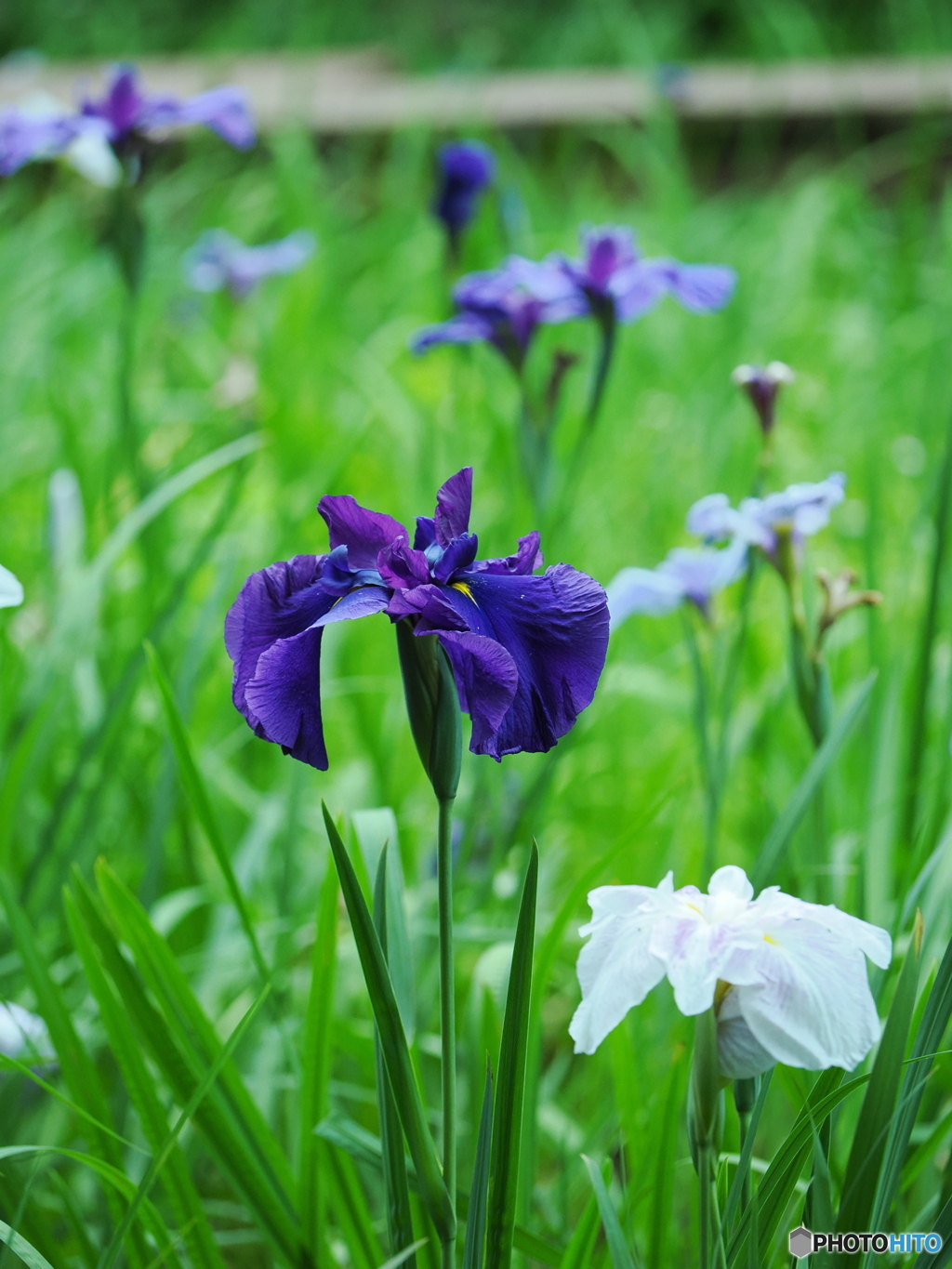 花菖蒲