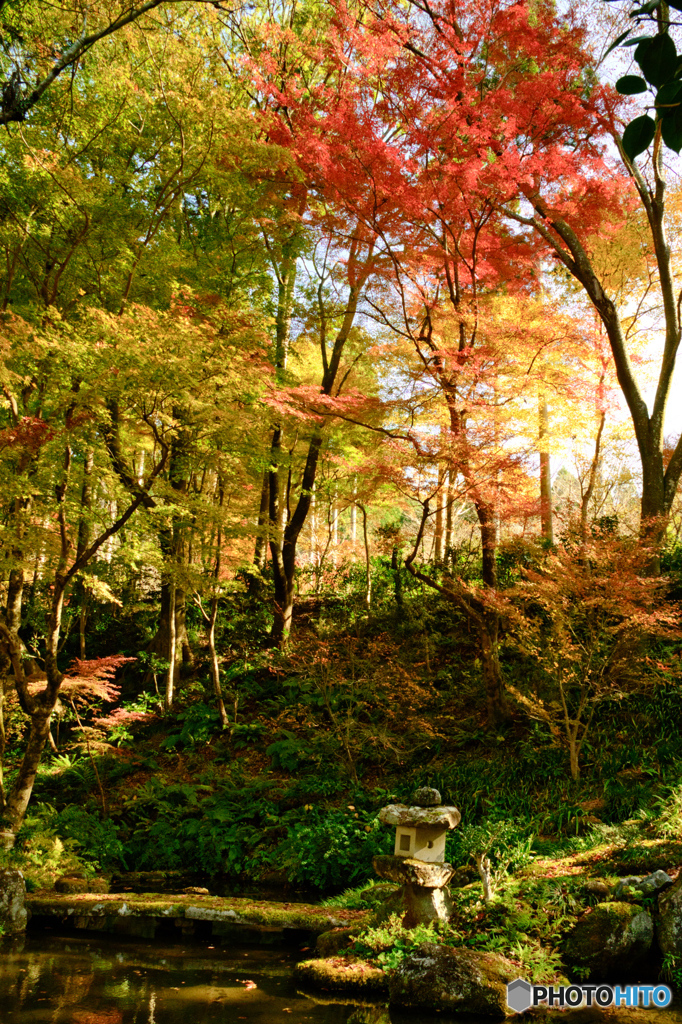 三千院紅葉