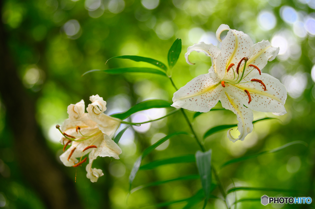 百合の花