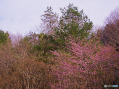 華開く