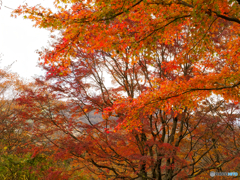 紅賑わう