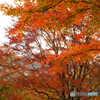 紅賑わう