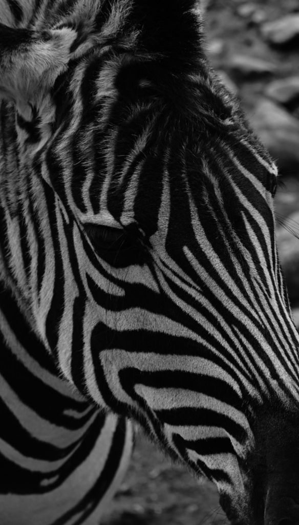 zebra