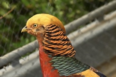 カズレーザー鳥