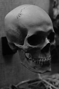 頭蓋骨あるある言いたい