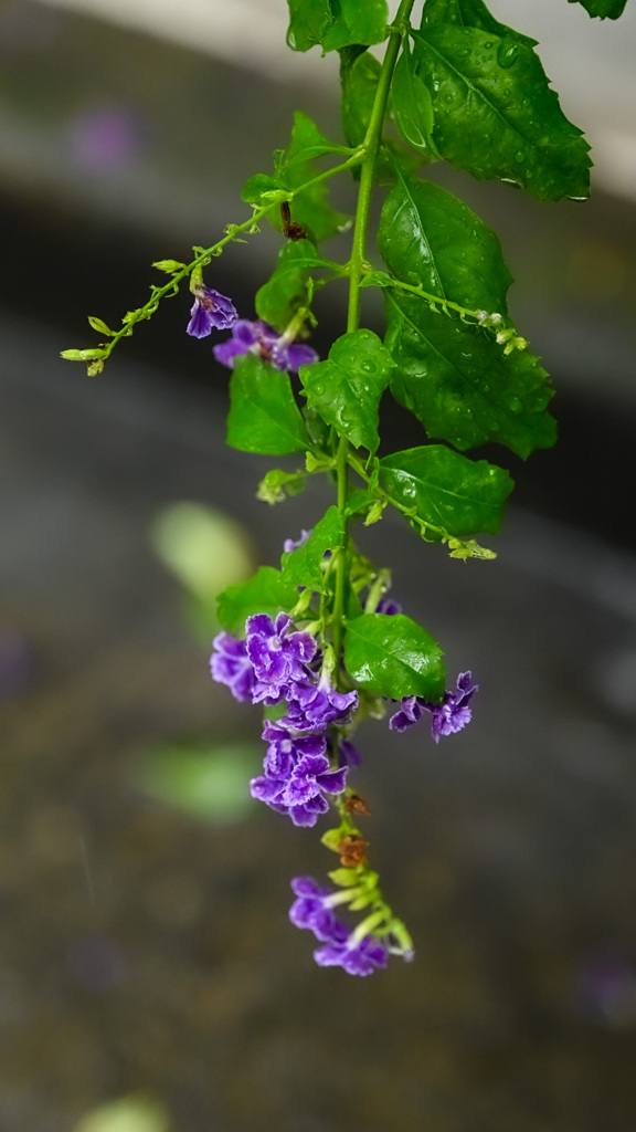 夏の終わりを告げる雨に濡れるデュランタ
