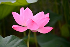 蓮華