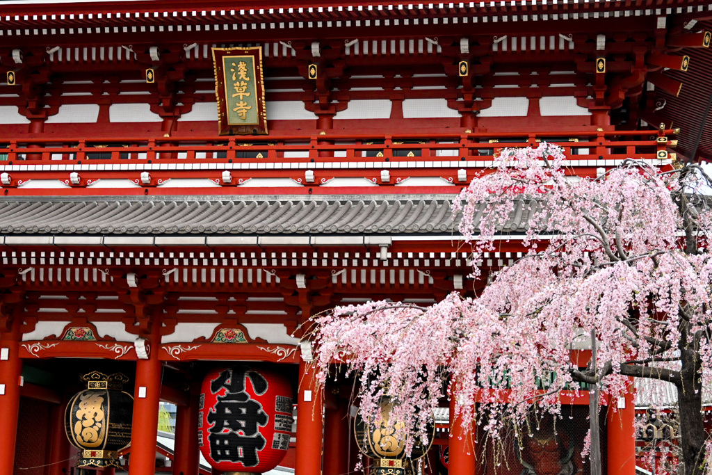 春の浅草寺