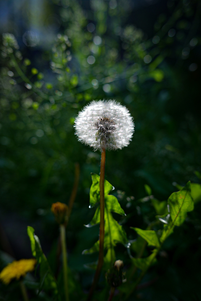 たんぽぽわたげ　日の丸構図