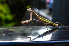 カメラ目線カマキリ