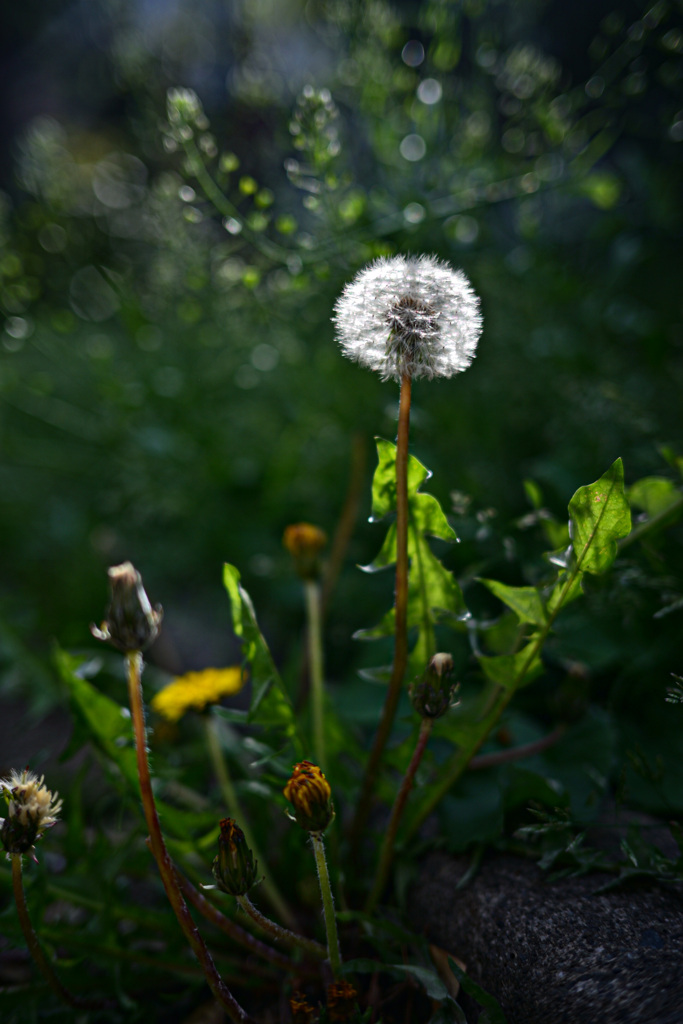 たんぽぽのわたげ