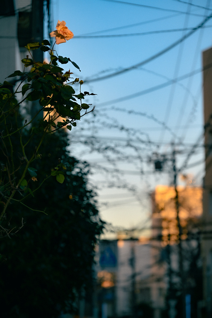 背伸びをして夕陽を浴びる一輪咲の薔薇
