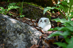 山の小さな守り神