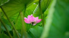蓮華2