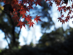 最後の紅葉