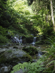 木漏れ日と清流