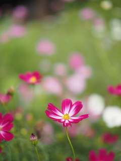 秋桜