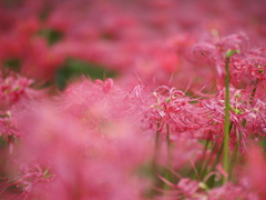 朝の彼岸花