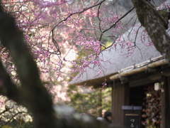 春の香りを探しに